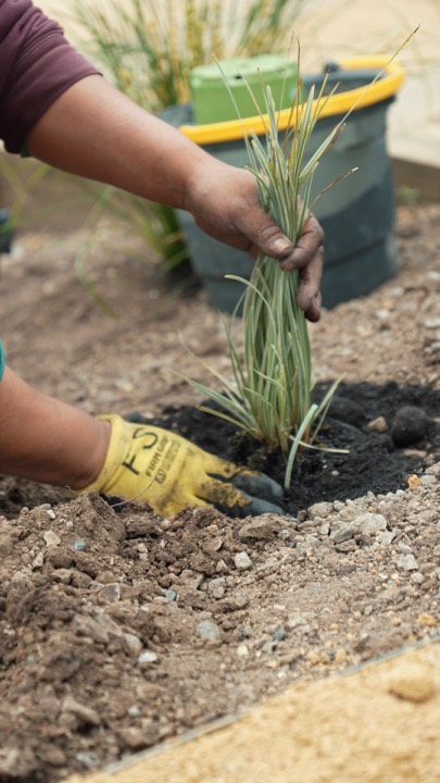 Hands planting in a landscaped yard